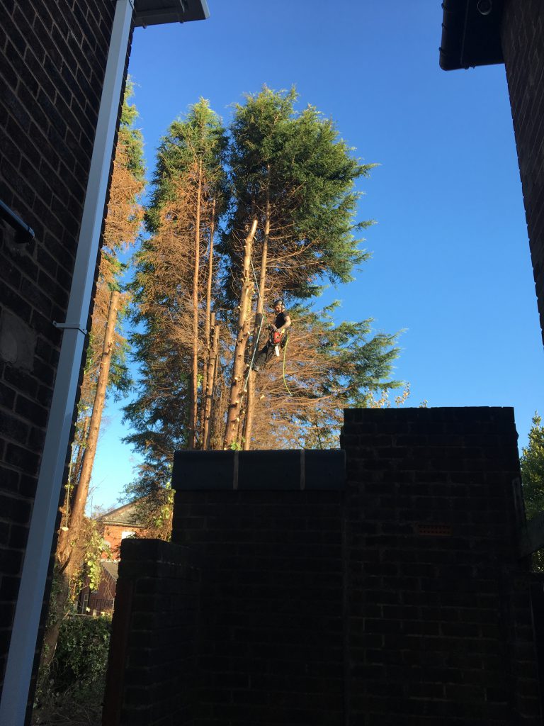 Monster Conifers, coming down, piece by piece