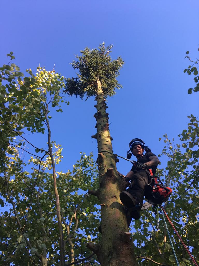 Tall tree. no problemo